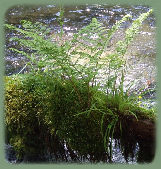 inspirational writings, spiritual inspiration, thoughts for the day, poetry, prose, stories: higher self, personal growth, spiritual encounters, out of body experiences and white light experiences, from Brad Kalita, founder of gathering light ... a retreat located near crater lake national park in southern oregon.