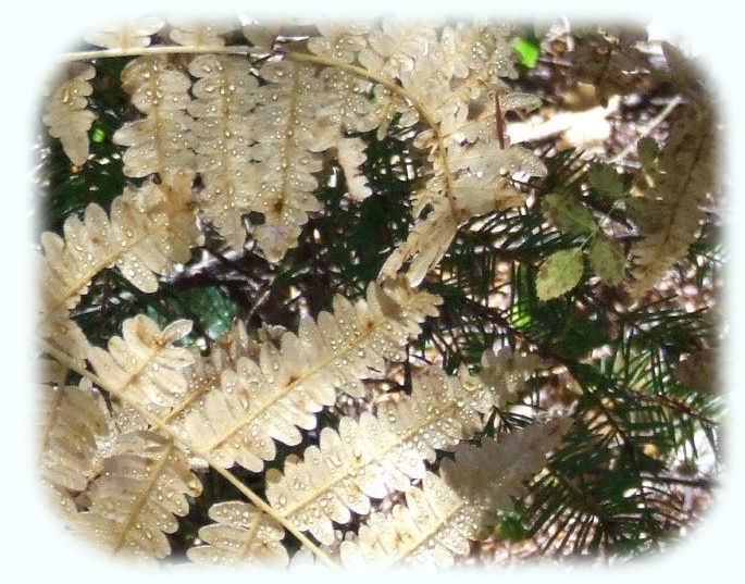 inspirational writings, spiritual inspiration, thoughts for the day, poetry, prose, stories: higher self, personal growth, spiritual encounters, out of body experiences and white light experiences, from Brad Kalita, founder of gathering light ... a retreat located near crater lake national park in southern oregon.