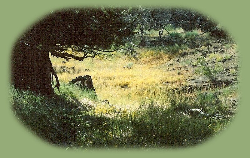 inspirational writings, spiritual inspiration, thoughts for the day, poetry, prose, stories: higher self, personal growth, spiritual encounters, out of body experiences and white light experiences, from Brad Kalita, founder of gathering light ... a retreat located near crater lake national park in southern oregon.