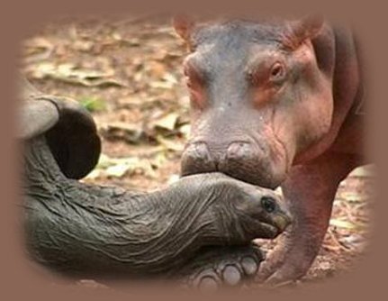 hippo and mama papa in kenya. much of life can never be explained but only witnessed ... from the harbors of light collection ... inspirational writings, spiritual inspiration, thoughts for the day, poetry, prose, stories: higher self, personal growth, spiritual encounters, out of body experiences and white light experiences, from Brad Kalita, founder of gathering light ... a retreat located near crater lake national park in southern oregon.