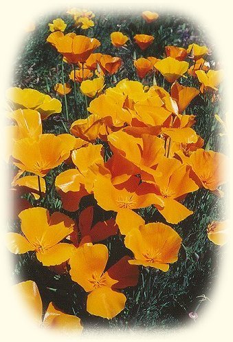 wild poppies brought to you by brad kalita: inspirational writings, spiritual inspiration, thoughts for the day, poetry, prose, stories: higher self, personal growth, spiritual encounters, out of body experiences and white light experiences, from Brad Kalita, founder of gathering light ... a retreat located near crater lake national park in southern oregon.