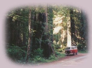 a stop in the redwoods of northern california: Gathering Light ... a collection of sensual, spiritual, visionary dreamscapes, inspirational writings: poetry, short stories, prose and music. meditations, muses and mysticism, an esoteric journey of soul seeking transformation in white light experiences, out of body experiences, thoughts of the day, thoughts for the day, daily meditations, spiritual encounters and the divine from brad kalita, founder of gathering light ... a retreat.