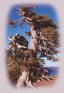  inspirational writings, spiritual inspiration, thoughts for the day, poetry, prose, stories: higher self, personal growth, spiritual encounters, out of body experiences and white light experiences, from Brad Kalita, founder of gathering light ... a retreat located near crater lake national park in southern oregon.