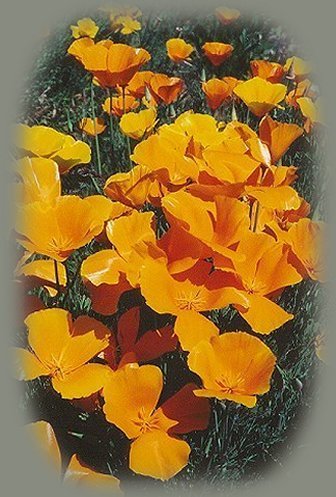 wild poppies from the photographs of the harbors of light collection ... inspirational writings, spiritual inspiration, thoughts for the day, poetry, prose, stories: higher self, personal growth, spiritual encounters, out of body experiences and white light experiences, from Brad Kalita, founder of gathering light ... a retreat located near crater lake national park in southern oregon.